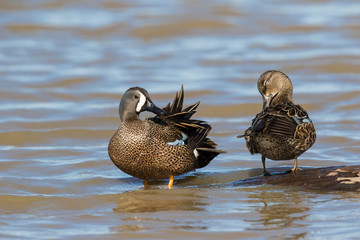 Blue-winged Teal (Anas discors) male and female preening on log in wetland, Marion County, Illinois