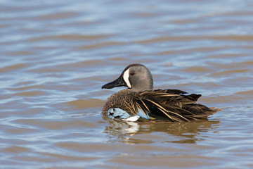Blue-winged Teal (Anas discors) male bathing in wetland, Marion County, Illinois