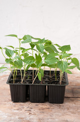 Pepper seedlings in black plastic cups on the table