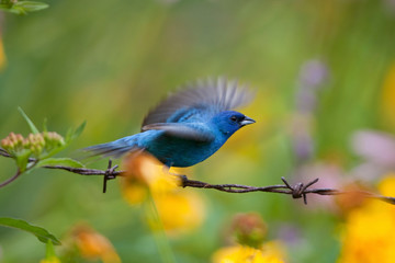 Indigo Bunting (Passerina cyanea) male flying from barbed wire fence in flower garden, Marion,...