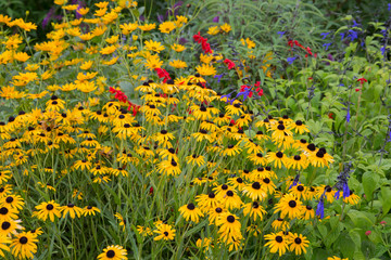 Flower garden with Black-eyed Susans (Rudbeckia hirta) and Black and Blue Salvias (Salvia guaranitica 'Black and Blue'), Marion County, IL