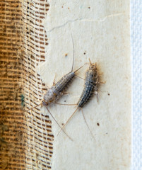 Pest books and newspapers. Insect feeding on paper - silverfish, lepisma