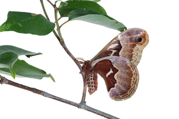 Promethea Moth (Callosamia promethea) female on Gray Dogwood (Cornus racemosa) on white background, Marion