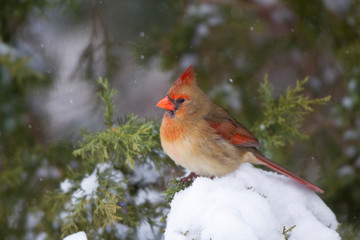 Northern Cardinal (Cardinalis cardinalis) female in Keteleeri Juniper tree (Juniperus chinensis...