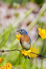 Eastern Bluebird (Sialia sialis) male on barbed wire fence in garden Marion, Illinois, USA.