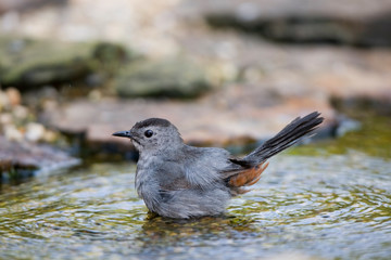 Gray Catbird (Dumetella carolinensis) bathing, Marion, Illinois, USA.