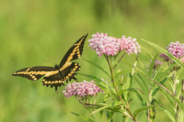Giant Swallowtail (Papilio Cresphontes) on Swamp Milkweed (Asclepias Incarnata) Marion County, Illinois