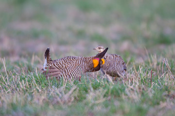 Greater Prairie Chickens (Tympanuchus cupido) male booming displaying near female on lek, Prairie Ridge State Natural Area, Jasper, Illinois, USA. © Richard & Susan Day/Danita Delimont