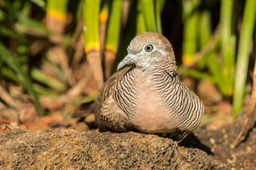 USA, Hawaii, Kauai. Zebra dove close-up. Credit as: Cathy & Gordon Illg / Jaynes Gallery / DanitaDelimont.com