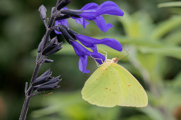 Cloudless Sulphur (Phoebis Sennae) on Salvia sp. Marion County, Illinois