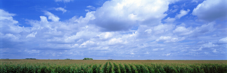 Fototapeta na wymiar USA, Kansas, Cheyenne County. A vast cornfield lies under a perfect summer sky in Cheyenne County, Kansas.