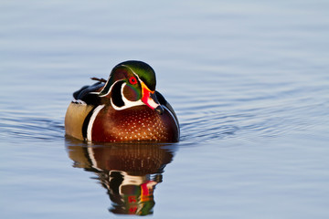 Wood Duck (Aix sponsa) male in wetland, Marion, Illinois, USA.