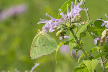 Cloudless Sulphur (Phoebis Sennae) on Wild Bergamot (Monarda fistulosa) Marion County, Illinois