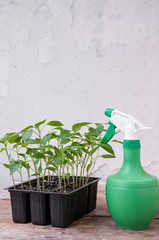 Pepper seedlings in black plastic cups and green spray on the table