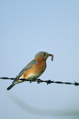 Eastern bluebird (Sialia sialis) female on barbed wire with food Illinois