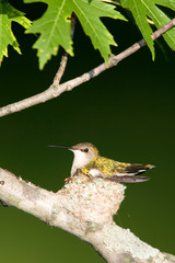 Ruby-throated Hummingbird (Archilochus colubris) female brooding nestling, Marion, Illinois, USA.