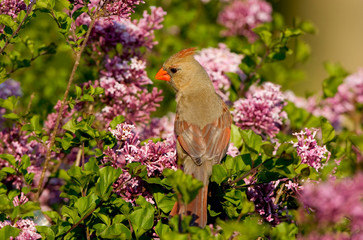 Northern Cardinal (Cardinalis cardinalis) female in Lilac bush, Marion, Illinois, USA.
