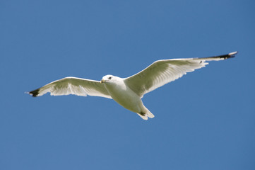 Flying ring-billed gull (Larus delawarensis), Michigan, USA.