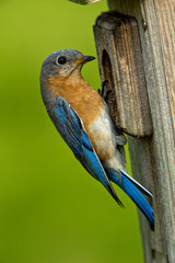 Female Eastern Bluebird at nest box, Bernheim Forest, Clermont, Kentucky