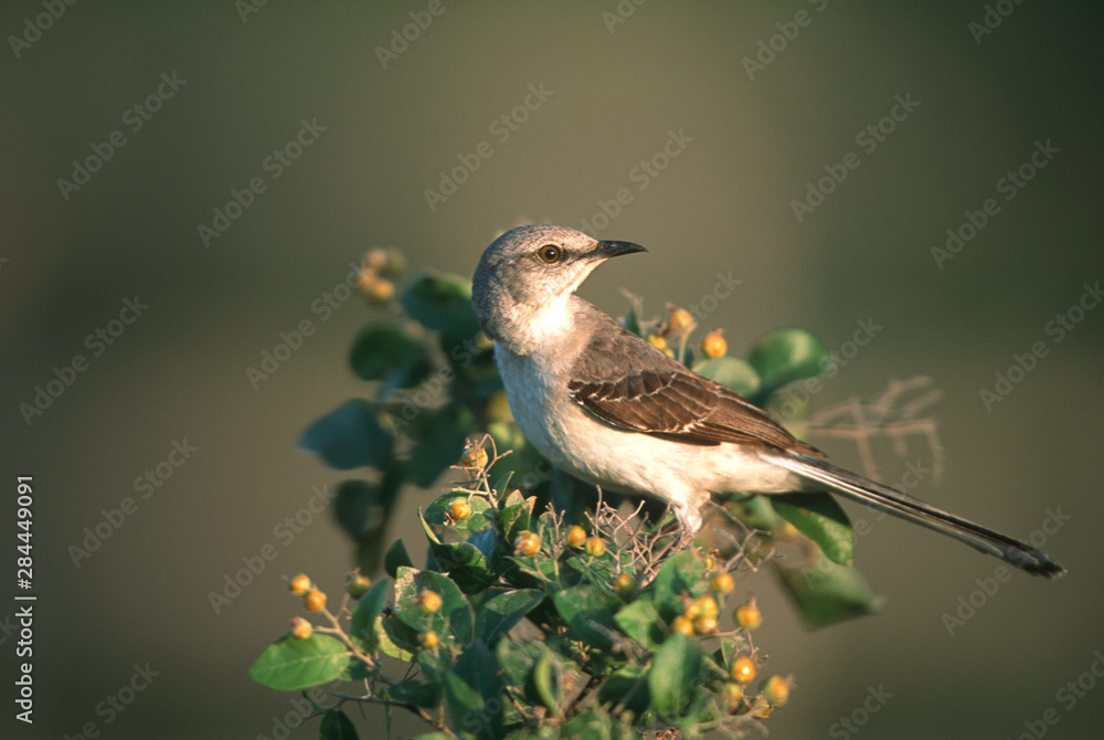 Poster Northern Mockingbird (Mimus polyglottos) in Anacua tree (Ehretia anacua) Starr County, Texas