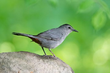 USA, Minnesota, Mendota Heights. Gray Catbird perched on a Rock
