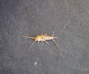 lepisma on the tattered cover of an old book. Pest books and newspapers. Insect feeding on paper - silverfish, lepisma