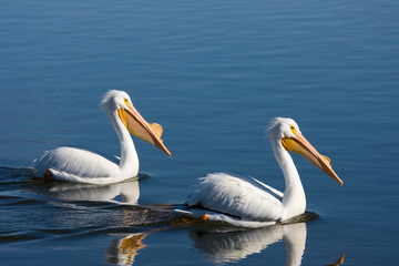 American White Pelicans (Pelecanus erythrorhynchos), Riverlands Environmental Demonstration Area, Missouri, USA.