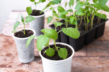 Seedlings of peppers, eggplants in plastic cups