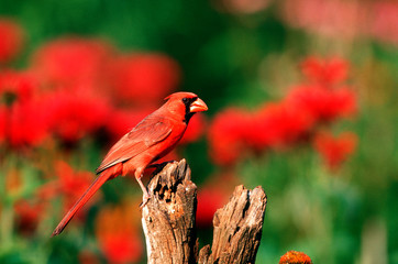 Northern Cardinal (Cardinalis cardinalis) male on fence post in flower garden, Marion County,...