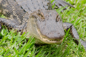 Louisiana, New Orleans, Lafitte. Jean Lafitte National Historical Park - Barataria Preserve. American alligator (Alligator mississippiensis).