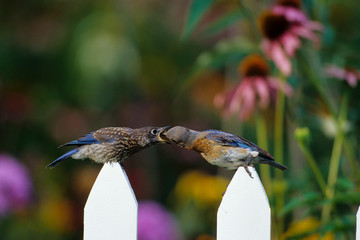 Eastern Bluebird (Sialia sialis) male feeding fledgling on picket fence near flower garden, Marion...