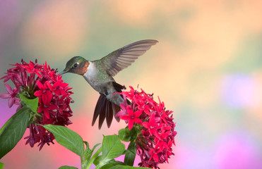 Ruby-throated Hummingbird (Archilochus colubris) male on Red Pentas (Pentas lanceolata). Marion, Illinois, USA.