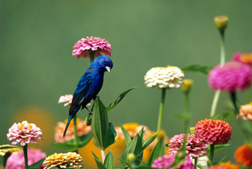 Indigo Bunting (Passerina cyanea) male on Zinnias in garden Marion County, Illinois