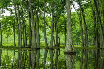 USA, Louisiana, Miller's Lake. Tupelo trees reflect in lake. Credit as: Cathy & Gordon Illg / Jaynes Gallery / DanitaDelimont.com