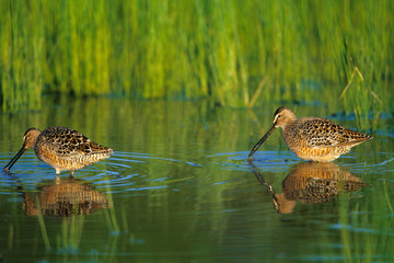 Long-billed Dowitcher (Limnodromus scolopaceus) in wetland, Marion County, Illinois