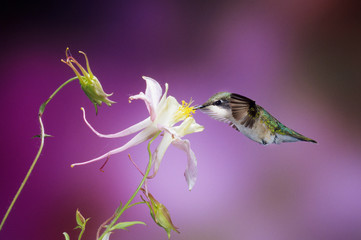 Ruby-throated Hummingbird (Archilochus colubris) female on McKana Hybrid Columbine (Aquilegia x hybrida), Shelby County, Illinois