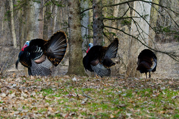 USA, Minnesota, Mendota Heights, Wild Turkey, Displaying
