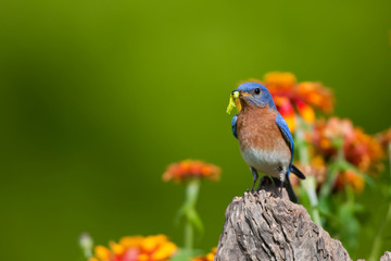 Eastern Bluebird (Sialia sialis) male with caterpillar on fence post near flower garden, Holmes, Mississippi, USA.