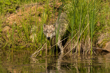 Pine County. Gray wolf and water reflections. Credit as: Cathy and Gordon Illg / Jaynes Gallery / DanitaDelimont.com