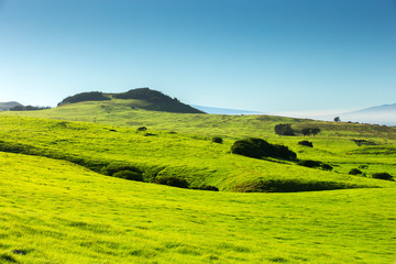 Green grasses of the Northern Kohala mountain side, Big Island, Hawaii