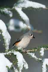 Tufted Titmouse (Baeolophus bicolor) in winter, Marion County, Illinois