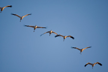 Whooping Cranes (Grus americana) in flight, Effingham, Illinois, USA.