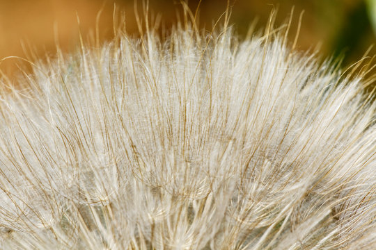 รูปภาพSalsifies – เลือกดูภาพถ่ายสต็อก เวกเตอร์ และวิดีโอ2,384 | Adobe Stock