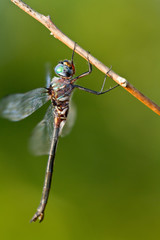 Ozark Emerald dragonfly (Somatochlora ozarkensis) female, Reynolds, Missouri, USA.