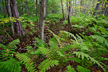 Fototapeta premium Ferns and birch tree forest, Sieur de Monte Springs Area, Acadia National Park, Maine