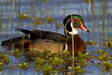 Wood Duck (Aix sponsa) male in wetland, Marion, Illinois, USA.