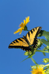 Eastern Tiger Swallowtails (Papilio Glaucus) on Cup Plant (Silphium Perfoliatum) Marion County, Illinois