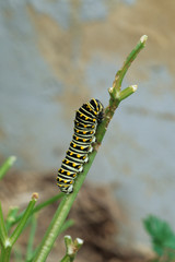 Black Swallowtail (Papilio Polyxenes) larva on parsley Marion County, Illinois