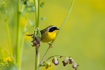 Common Yellowthroat (Geothlypis trichas) male on Butterweed (Senecio glabellus) Marion County, IL