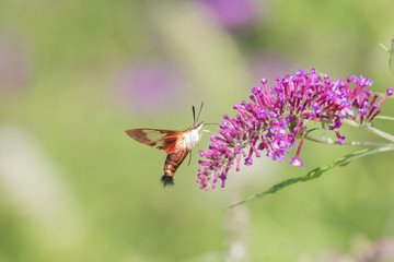 Hummingbird Clearwing (Hemaris Thysbe) on Butterfly Bush (Buddleja Davidii) Marion County, Illinois